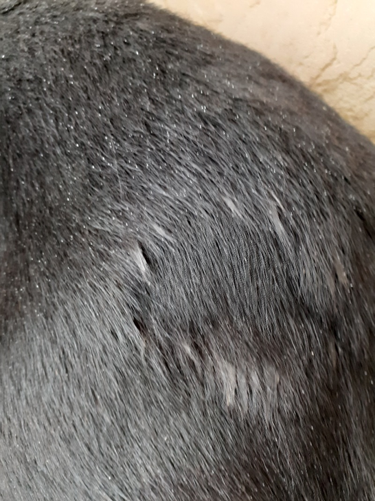 Horse wound healing using Copper Hawk ointment