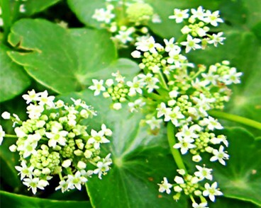 Gotu Kola / Centella asiatica healing herb